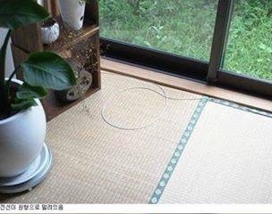 신기한 냥이 종특.jpg | 인스티즈