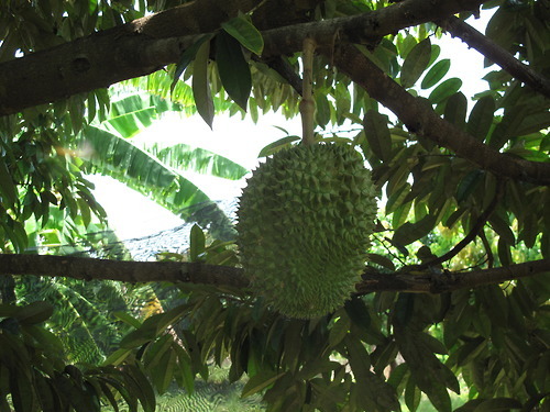  과일의 왕이라고 불리는 과일.jpg | 인스티즈