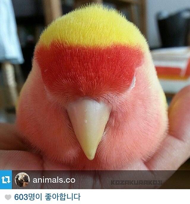 일본에서 인기라는 모란앵무 | 인스티즈