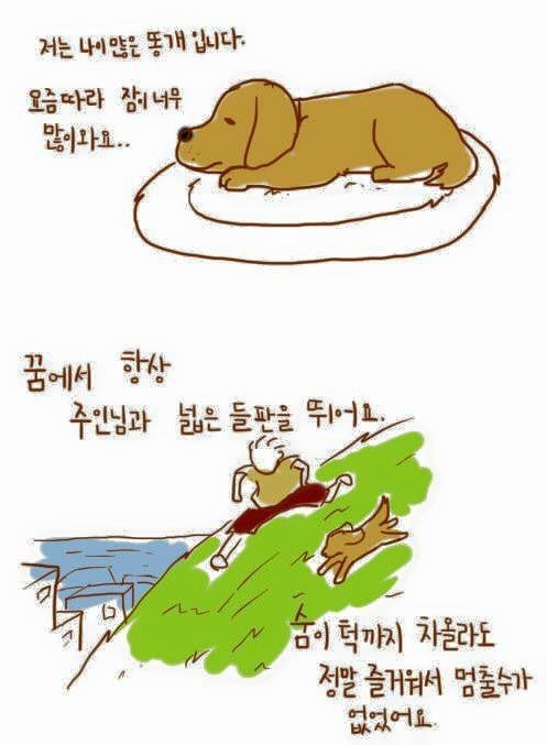 개가 늙어죽을 때 어떻게 죽는지 아니? | 인스티즈