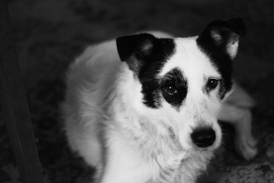 두 번 파양당한 뒤에 진짜 가족을 찾은 강아지 | 인스티즈