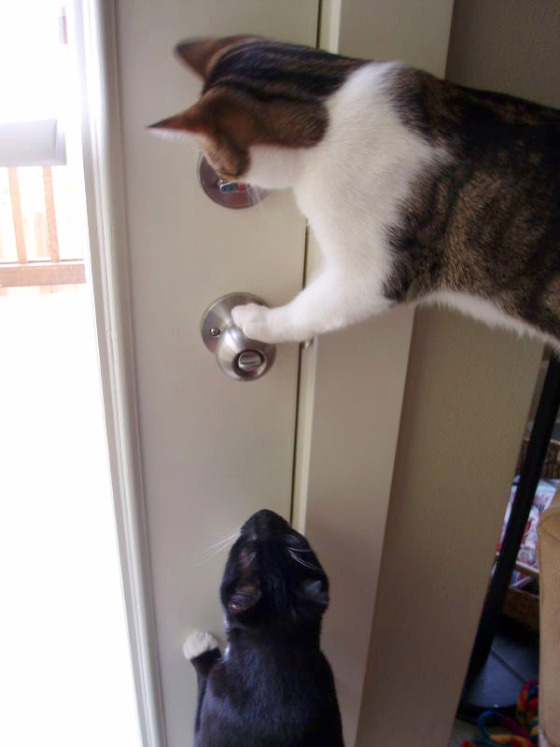 집사들이 문단속을 잘해야 하는 이유 | 인스티즈