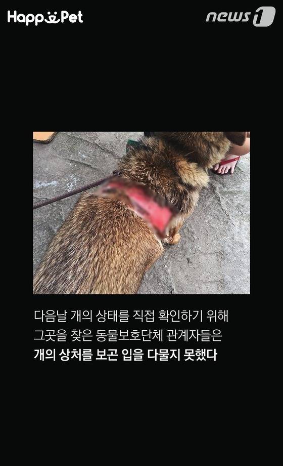 흑석동 강아지 염산테러사건의 전말 | 인스티즈