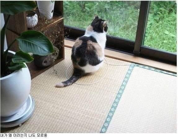 신기한 냥이 종특.jpg | 인스티즈