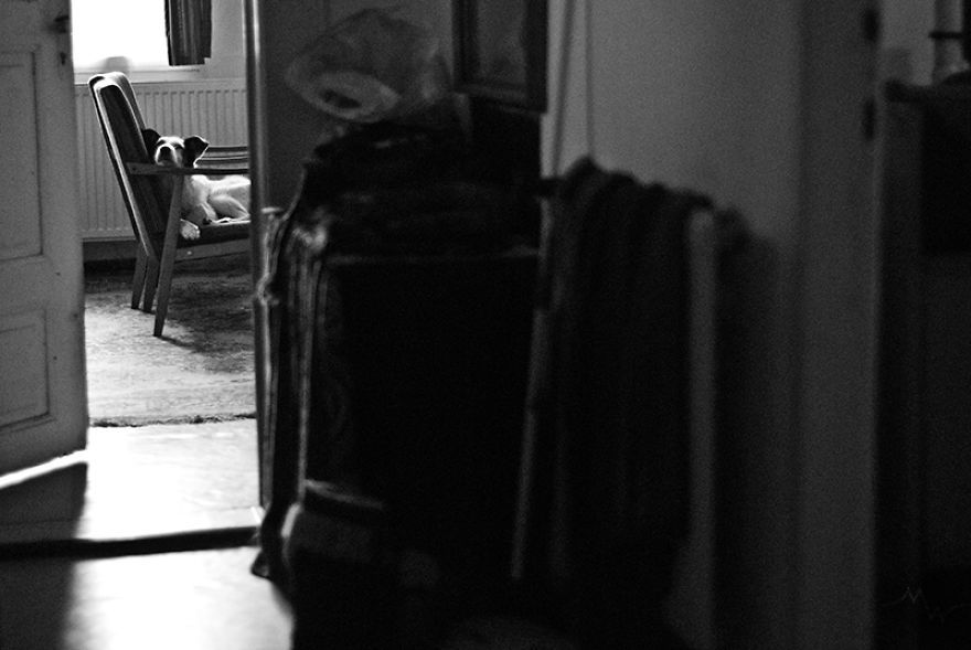 두 번 파양당한 뒤에 진짜 가족을 찾은 강아지 | 인스티즈