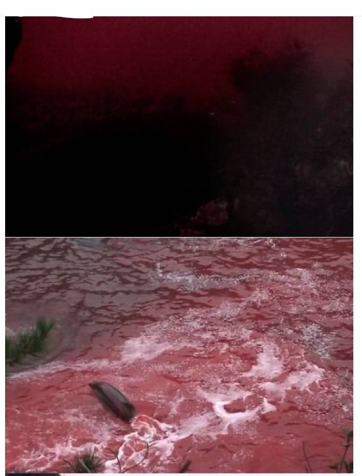 일본의 돌고래사냥 | 인스티즈