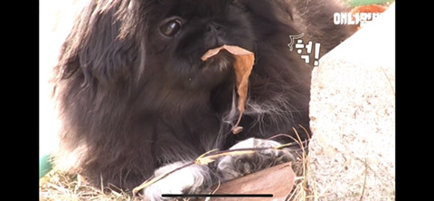 지구 뿌시는 페키니즈 새기 개싸움ㅋㅋㅋㅋ | 인스티즈