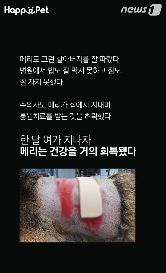 흑석동 강아지 염산테러사건의 전말 | 인스티즈