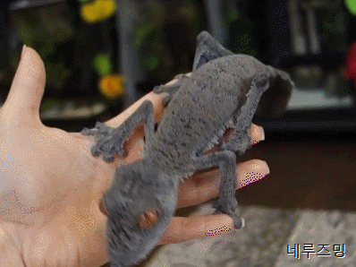 지구상에 살고있으면서 보기힘든 신기한 생물들 TOP 8 | 인스티즈