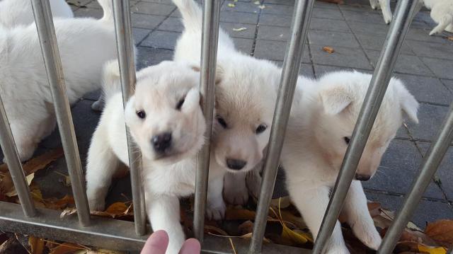 강아지 8남매.gif | 인스티즈