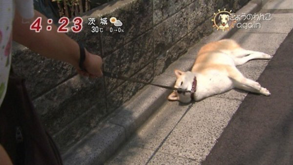 안 가 안 간다고.jpg | 인스티즈