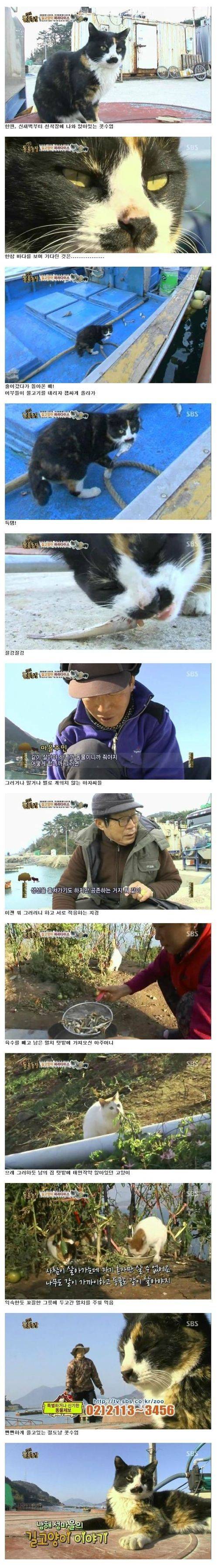 길고양이 파라다이스 | 인스티즈