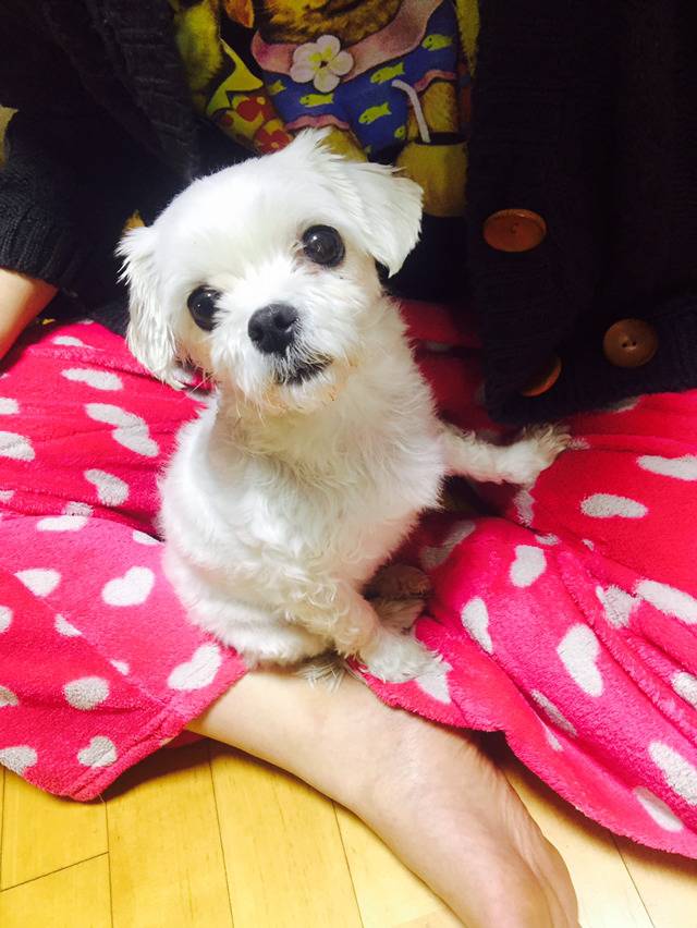 유기견이 왔습니다 | 인스티즈