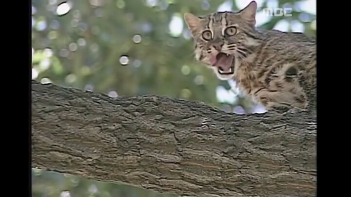 북한 개마고원에 살고 있는 동물들 | 인스티즈