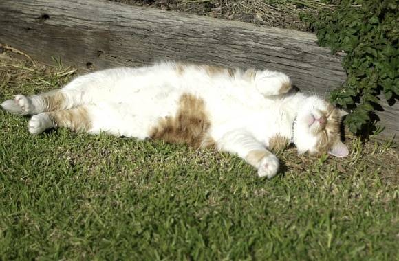 나는 고양이로소이다 | 인스티즈