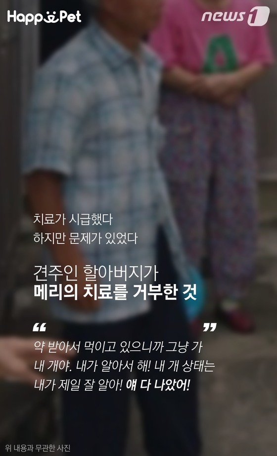 흑석동 강아지 염산테러사건의 전말 | 인스티즈