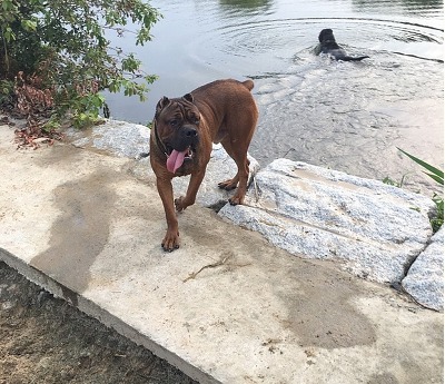 우리개는 안물어요~ | 인스티즈