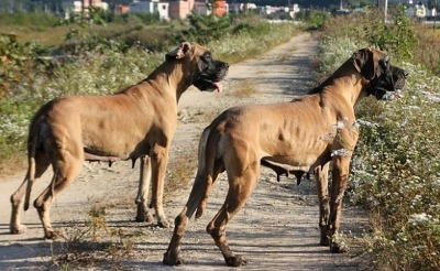 우리개는 안물어요~ | 인스티즈