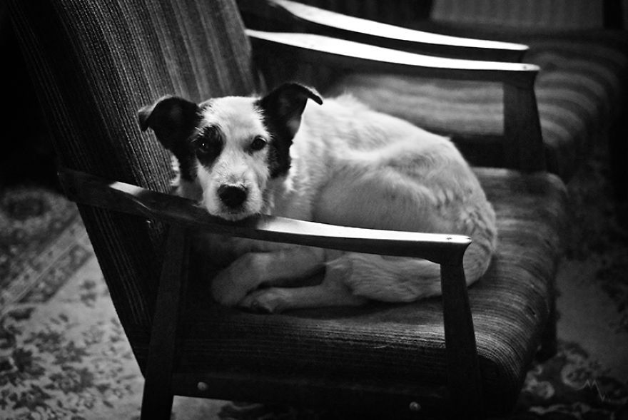 두 번 파양당한 뒤에 진짜 가족을 찾은 강아지 | 인스티즈