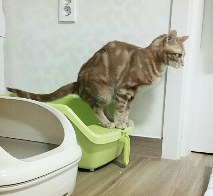 발에 응아 닿는게 싫었던 우리집 냥이 ㅋㅋ | 인스티즈