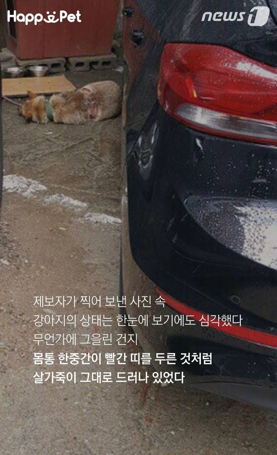 흑석동 강아지 염산테러사건의 전말 | 인스티즈