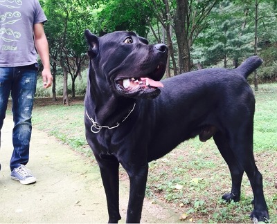 우리개는 안물어요~ | 인스티즈