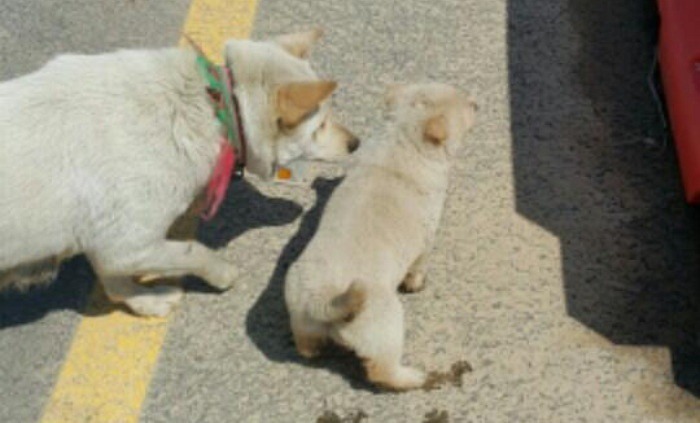 구덩이에 빠진 새끼 구해달라며 행인 졸졸 쫓아온 엄마 댕댕이 | 인스티즈