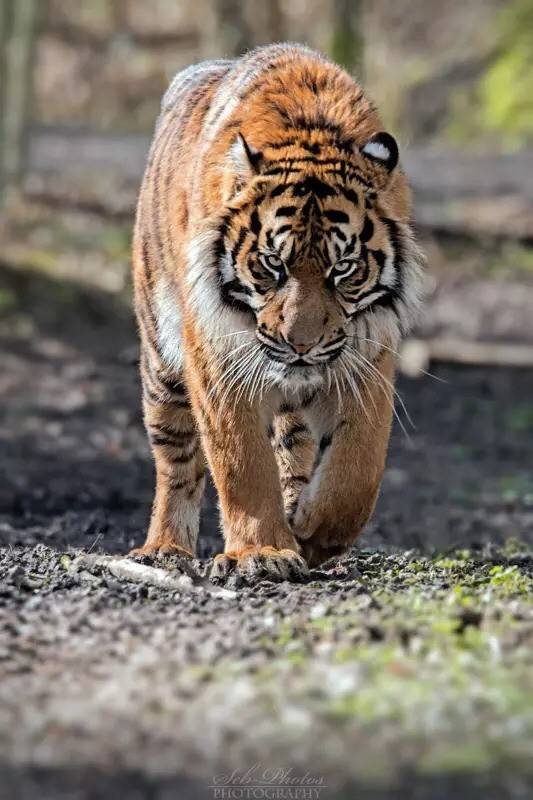 쳐다보기만해도 시름시름 앓다 죽었다는 호랑이의 안광.jpgif | 인스티즈