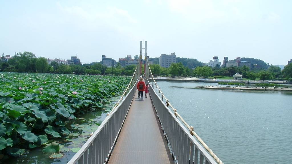 데이트 코스로 유명한 전주 덕진공원 예쁜 연꽃 풍경 | 인스티즈