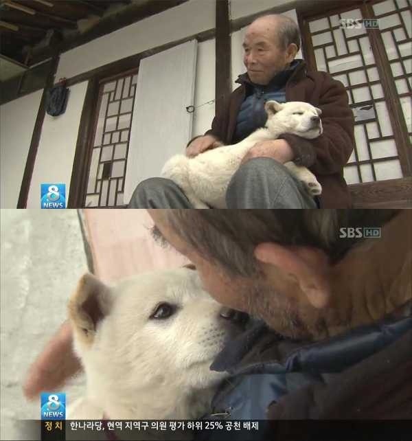 치매 할아버지를 구한 아기 풍산개 | 인스티즈