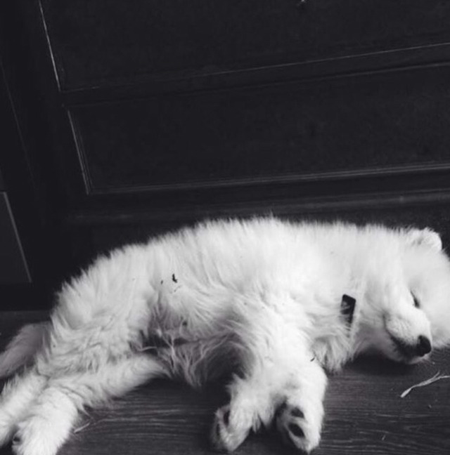 충격적으로 귀여운 대왕 솜뭉치 | 인스티즈