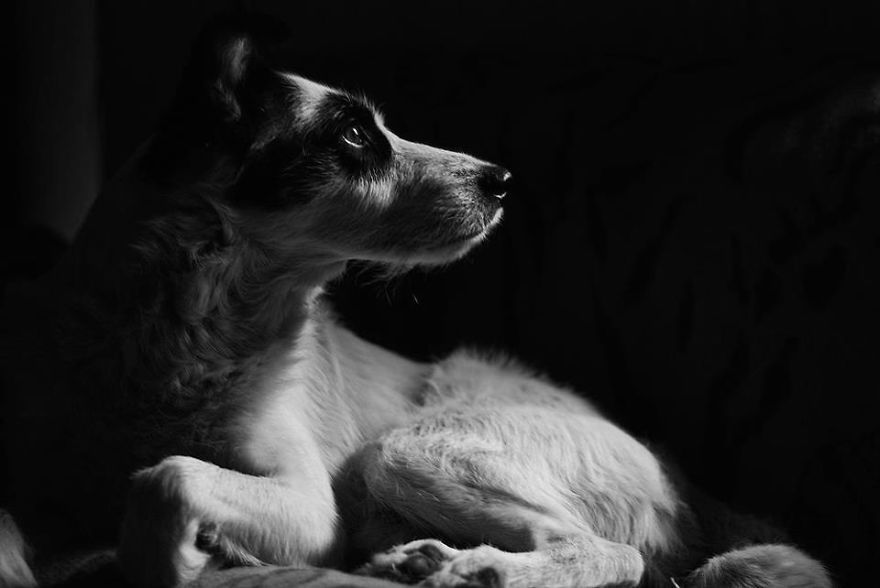 두 번 파양당한 뒤에 진짜 가족을 찾은 강아지 | 인스티즈