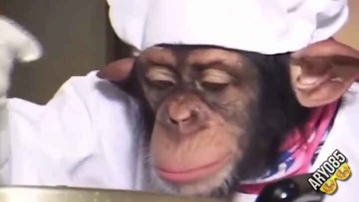 요리하는 침팬치 | 인스티즈