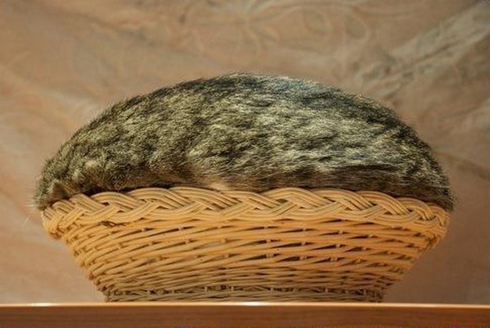 나 찾아보라냥~ | 인스티즈