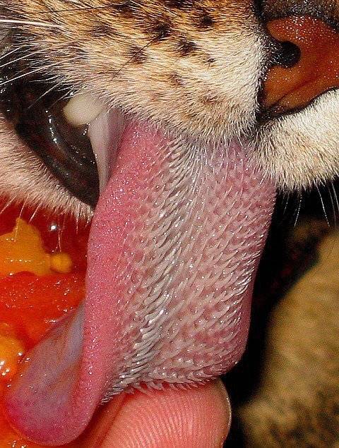 많은 사람들이 모르는 호랑이 혀의 비밀.jpg | 인스티즈