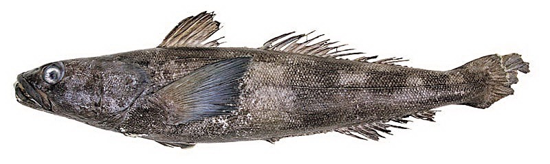 생선계의 화차ㄷㄷ | 인스티즈