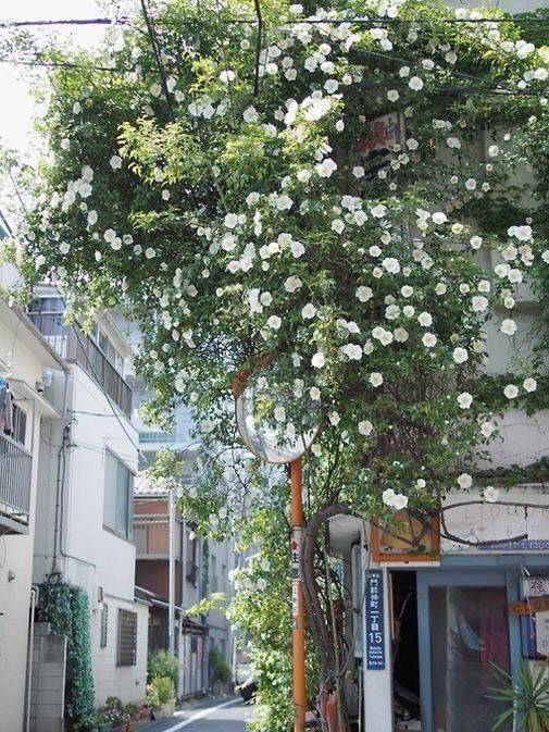 일본 특유의 분위기.jpg | 인스티즈