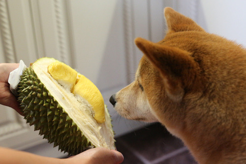  과일의 왕이라고 불리는 과일.jpg | 인스티즈