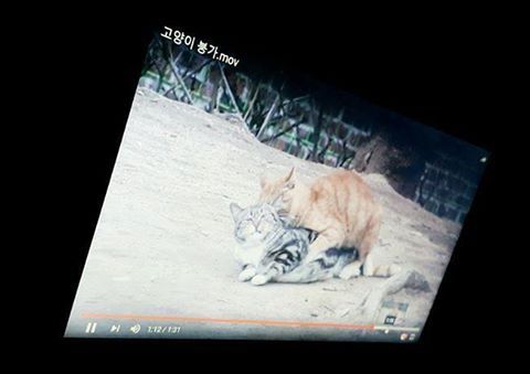 야동을 처음 본 고양이의 반응 | 인스티즈