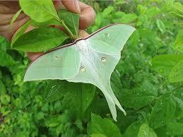 요정으로 불리는 아름다운 곤충.jpg (곤충사진 주의) | 인스티즈