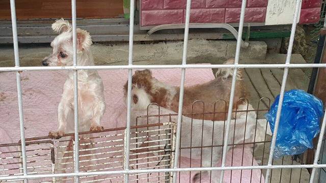 36마리의 유기견엄마 박옥래할머니 도와줘 여시들 | 인스티즈