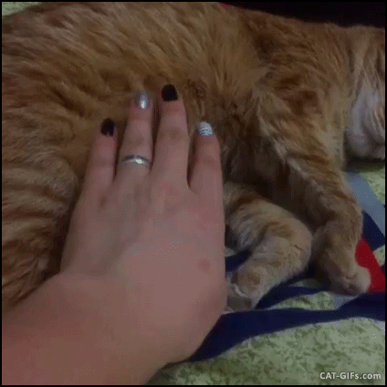 고양이의 뒷발 사용법 | 인스티즈