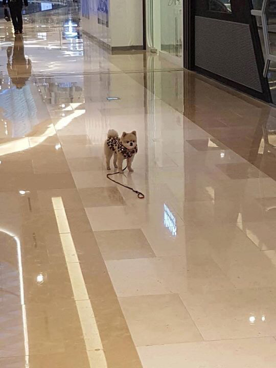강아지 주인이 자기 친구 보더니 목줄 놓고 보러 감. jpg | 인스티즈