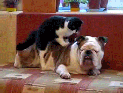 기분 좋으냥? | 인스티즈