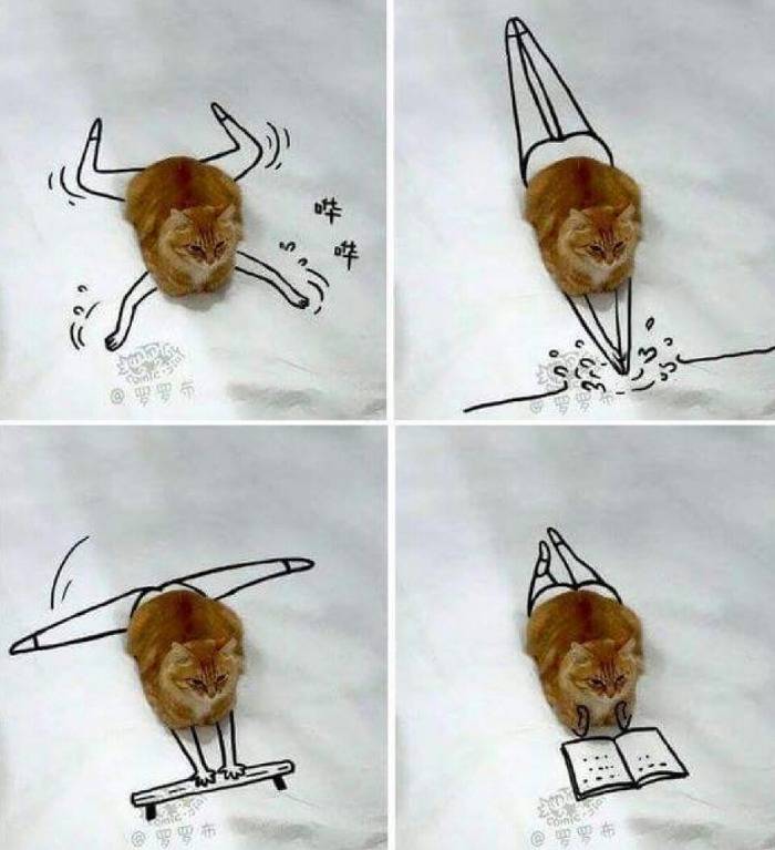 냥이의 취미생활 | 인스티즈