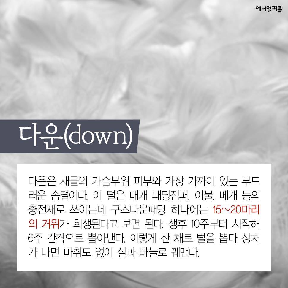 ??? : 아니 ㅅㅂ 말 못하는 강아지를 왜 때려...무슨 죄가 있다고... | 인스티즈