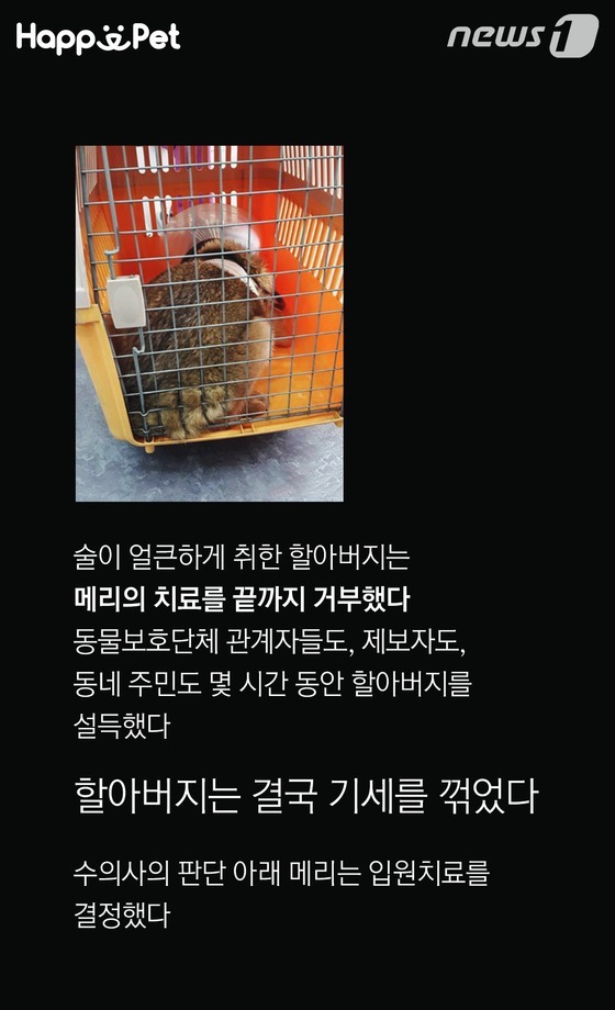 흑석동 강아지 염산테러사건의 전말 | 인스티즈