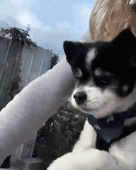 하늘자전거 타는 댕댕이.gif | 인스티즈