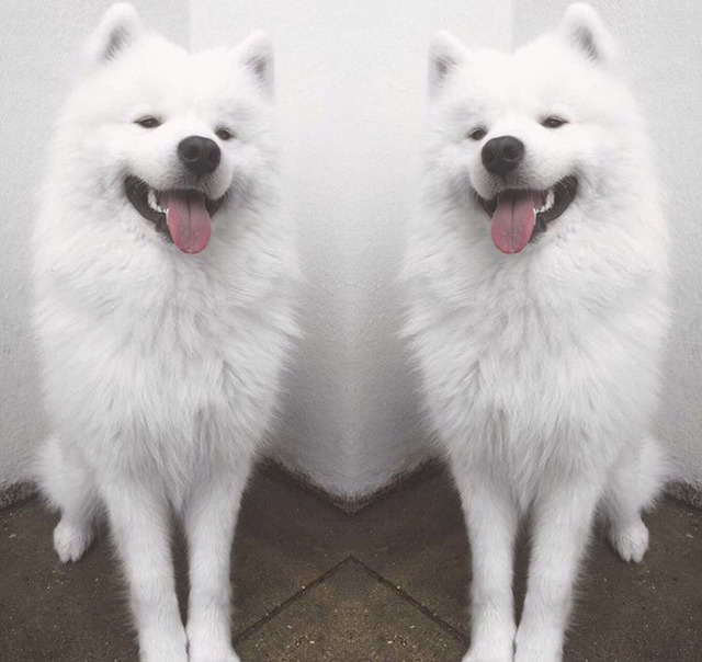 충격적으로 귀여운 대왕 솜뭉치 | 인스티즈