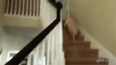 주인을 맞이하는 댕댕이 | 인스티즈